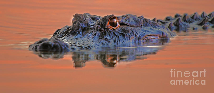 Alligator for Florida  Photograph by Luana K Perez