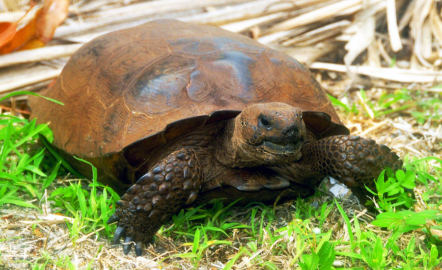 Florida Gopher Tortoise Pine Island Photograph by David Lee Thompson ...