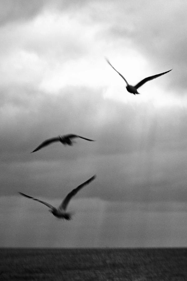 Florida Gulls Photograph by Jon Emery