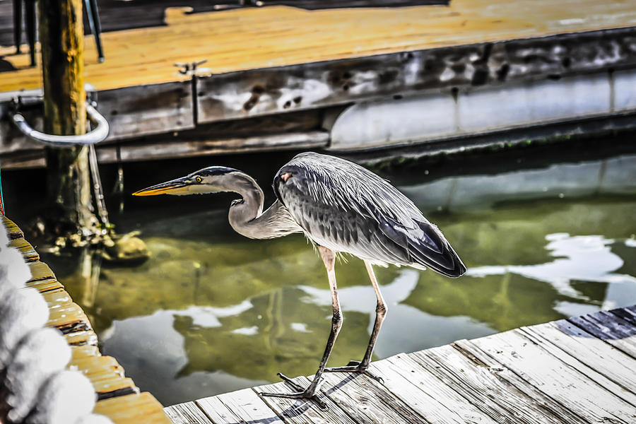 Florida Heron Photograph by Chris Smith