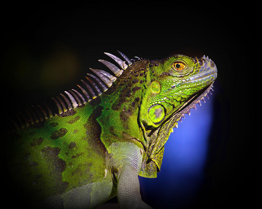 Nature Photograph - Florida Iguana by Mark Andrew Thomas
