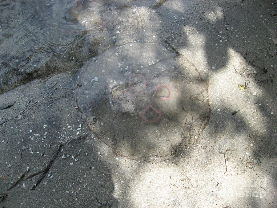 Florida Jellyfish Photograph