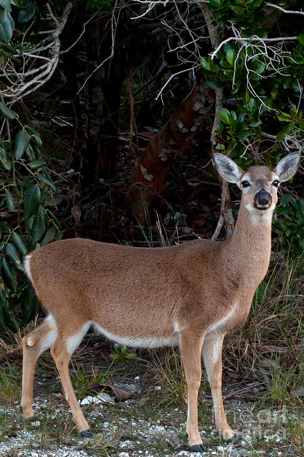 Florida Key Deer Photograph by Natural Focal Point Photography