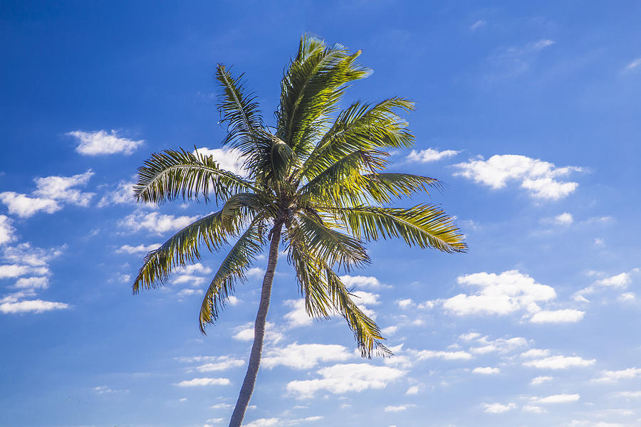 Florida Keys Palm Tree Photograph by John McGraw