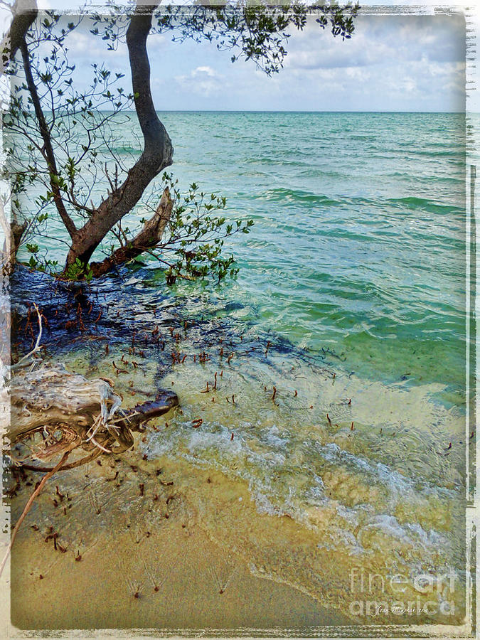 Florida Keys Tropical Island Photograph