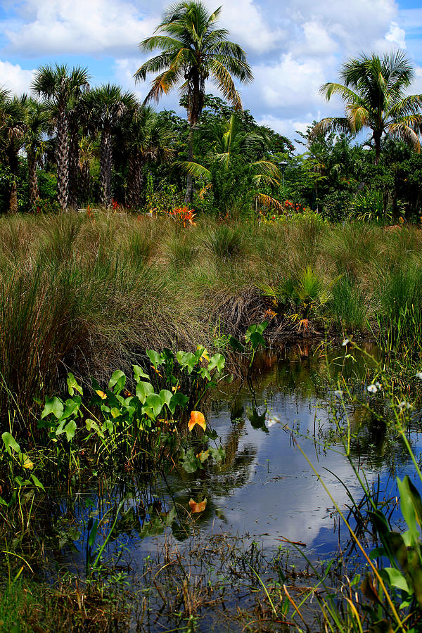 Florida Lagoon Photograph by Joseph G Holland