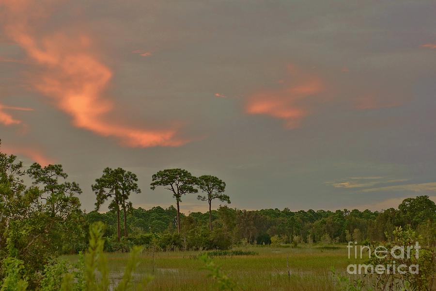 Florida Landscape Photograph by Lynda Dawson-Youngclaus