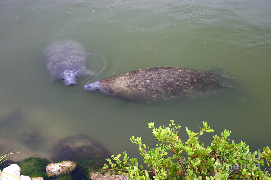 Florida Manatee Pair Photograph by Ules Barnwell