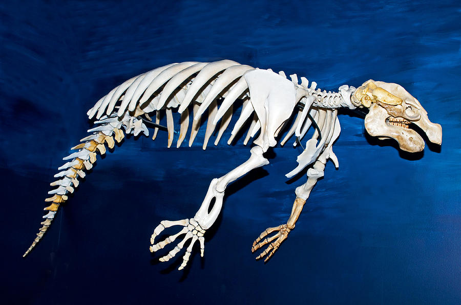 Florida Manatee Skeleton Photograph by Millard H. Sharp