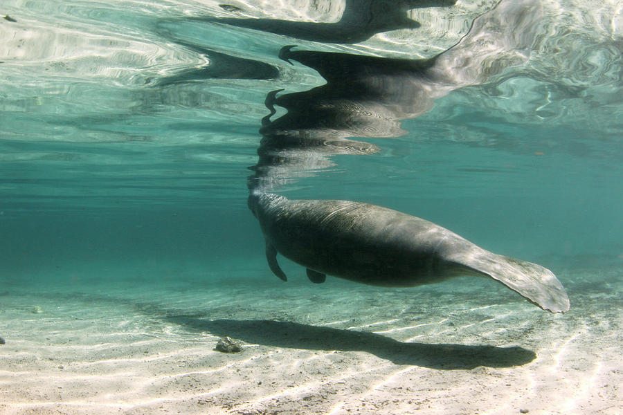 Nature Photograph - Florida Manatee Taking Air At Surface by Michael Szoenyi
