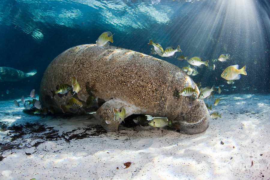 Florida Manatee With Fish Photograph by David Fleetham