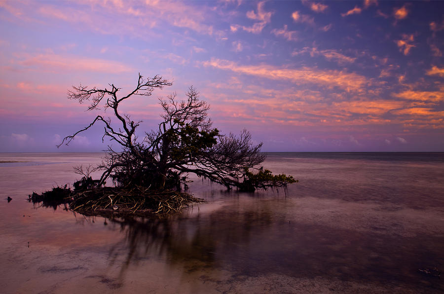 Florida Mangrove Sunset Photograph by Michael Dawson