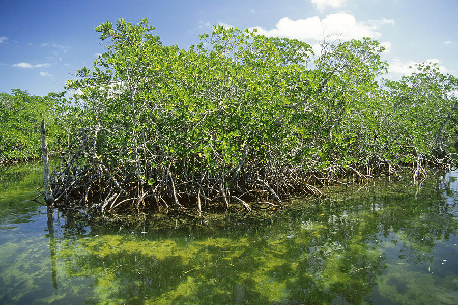 Florida Mangroves Photograph by Newman & Flowers - Fine Art America