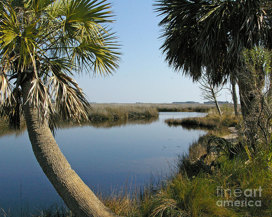 Nature Photograph - Florida Marshland by Nancy L Marshall