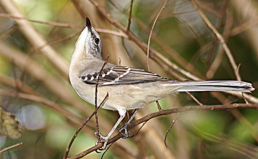 Florida Mockingbird Photograph by Paul Wilford