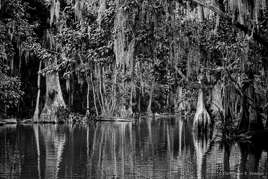 Florida Naturally 2 - BW Photograph by Christopher Holmes