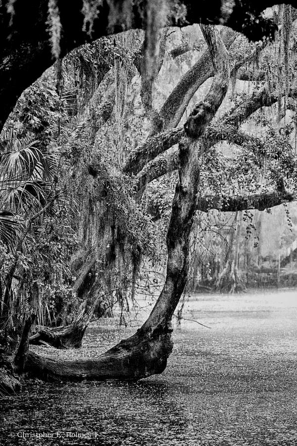 Florida Naturally 3 - BW Photograph by Christopher Holmes