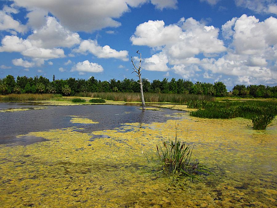 Florida Nature Preserve Photograph by MTBobbins Photography