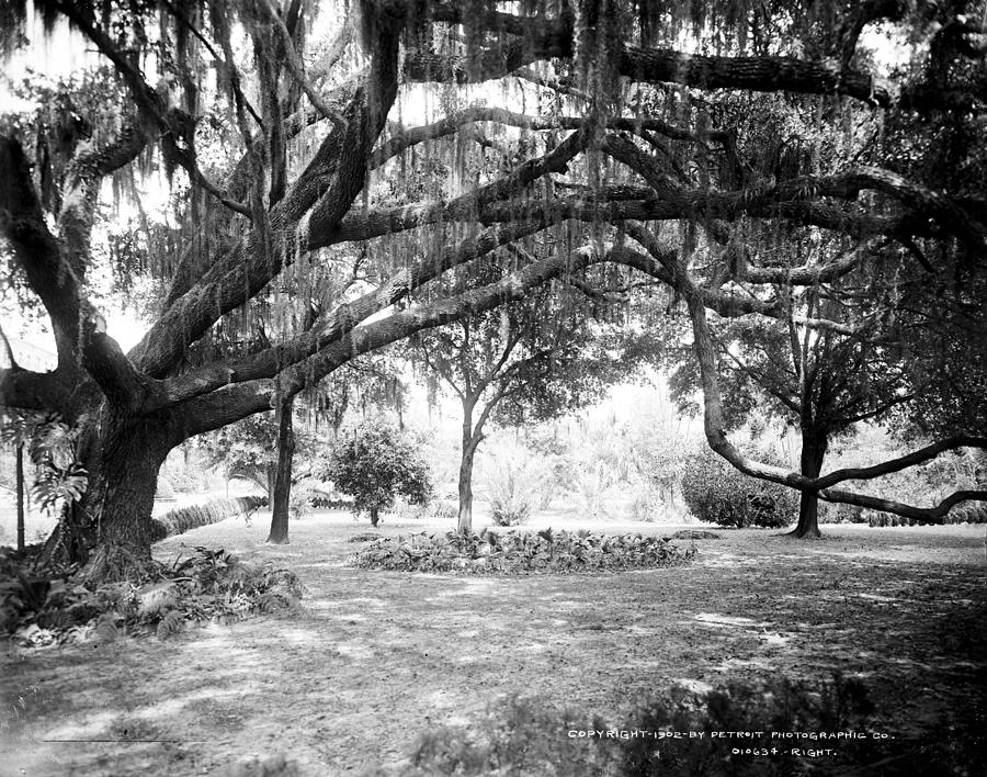Florida Oak Tree, C1902 Photograph by Granger