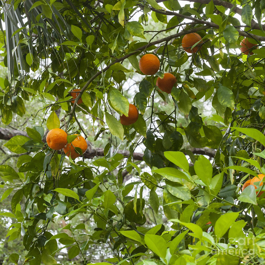 Florida Oranges Photograph by Diane Macdonald - Fine Art America