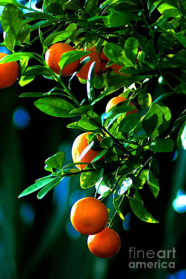 Fruit Photograph - Florida Oranges by Susanne Van Hulst