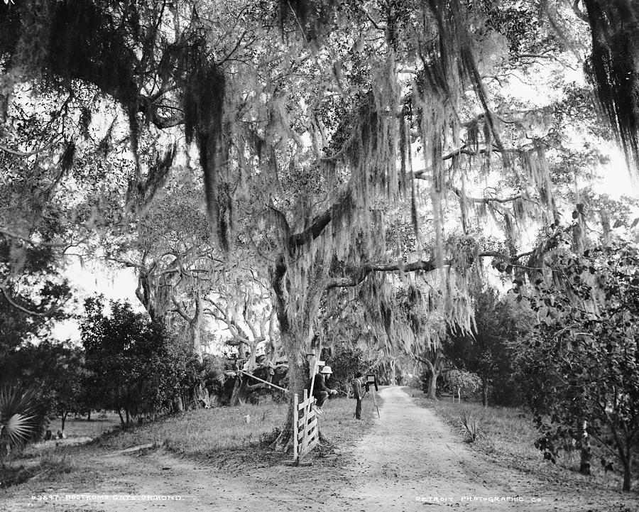 Florida Ormond Beach, C1884 Photograph by Granger