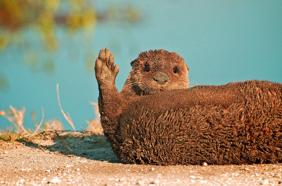 Florida Otter Photograph - Florida Otter by Davids Digits