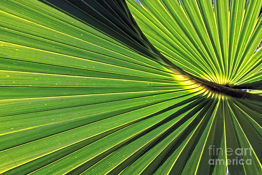 Florida Palm Frond Photograph by Larry Nieland