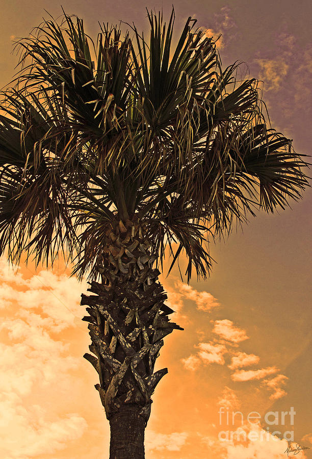 Sunset Photograph - Florida Palm by Melissa Fae Sherbon
