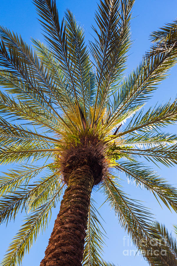 Florida Palm Tree Photograph by Diane Macdonald