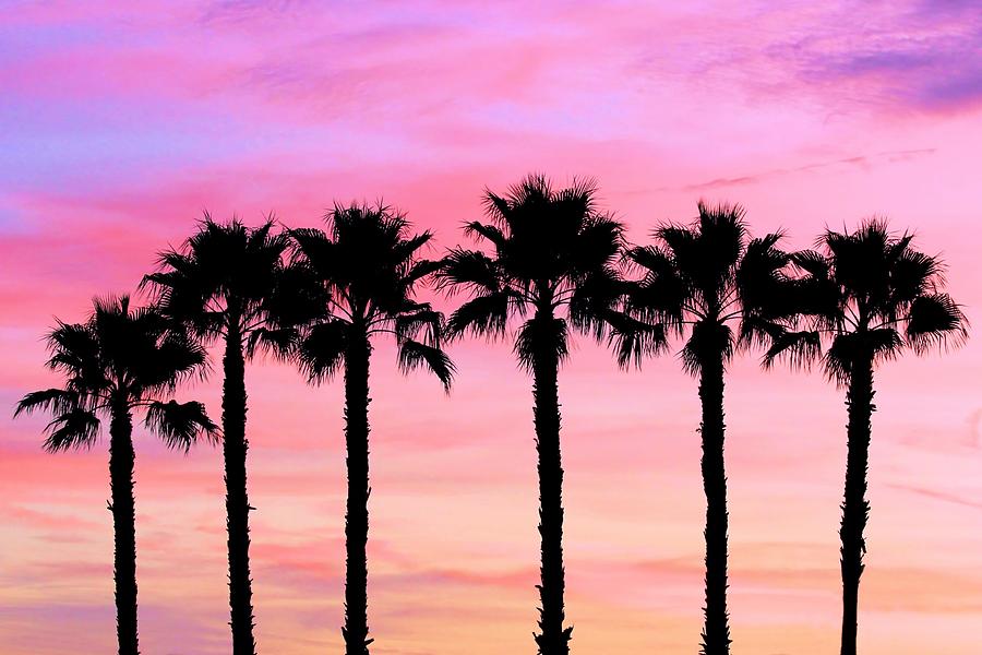 Florida Palm Trees Photograph by Elizabeth Budd - Pixels