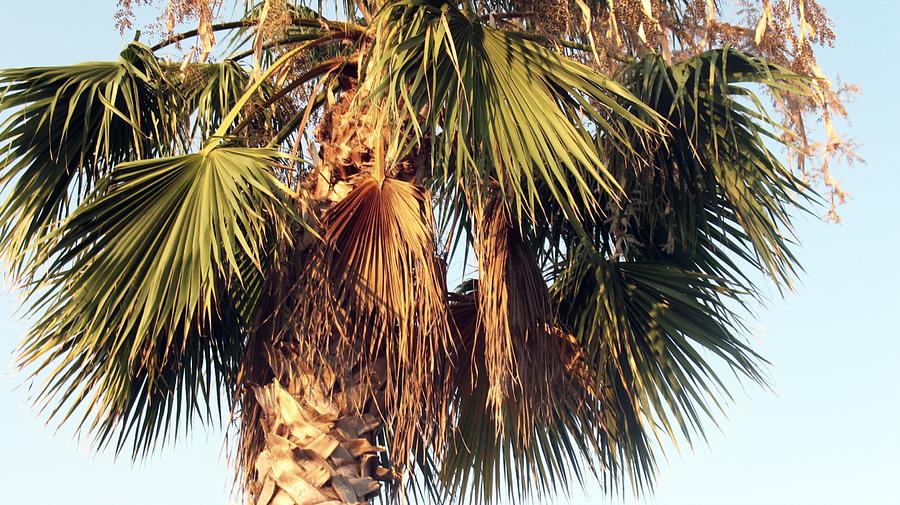 Florida Palm Photograph by Wendy Gertz