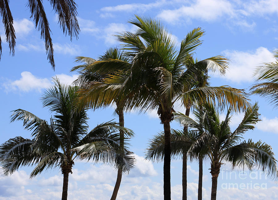 Florida Palms Photograph by Jayne Carney