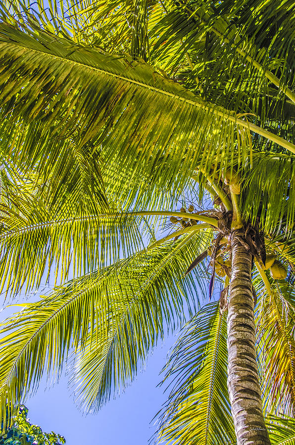 Florida Palms Photograph by Julie Palencia