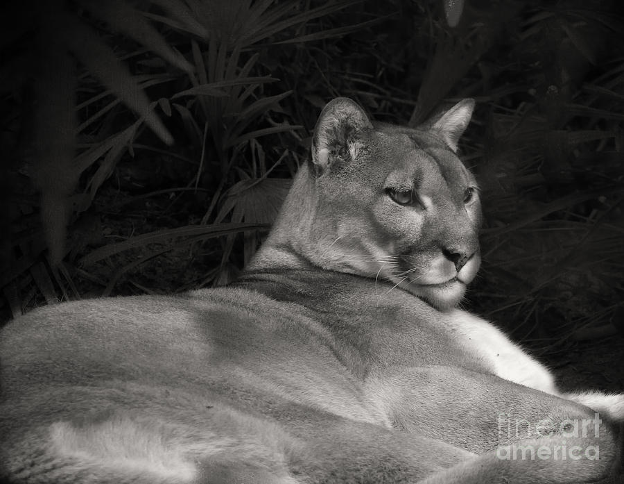 Florida Panther Photograph by Anne Rodkin