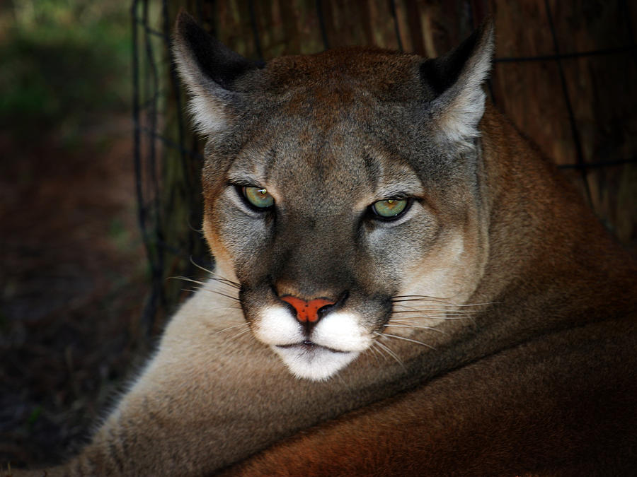 Florida Panther Photograph by Anthony Jones