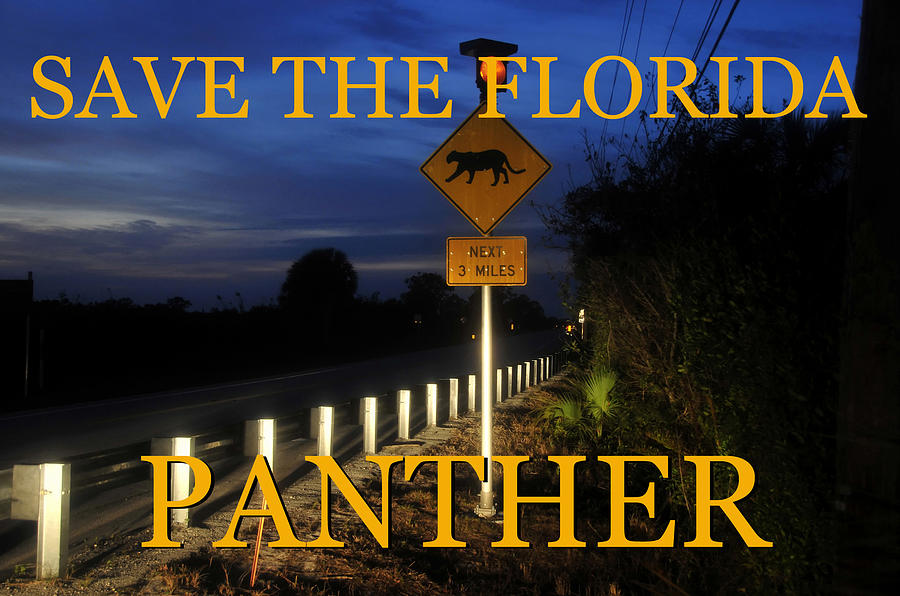 Florida Panther crossing Photograph by David Lee Thompson