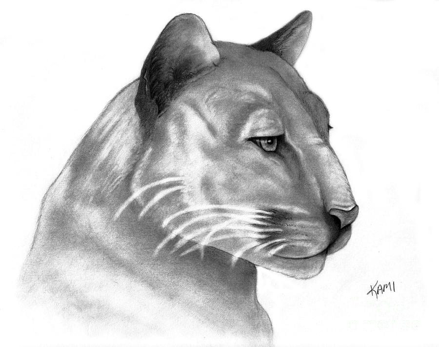 Florida Panther Drawing by Kami Catherman