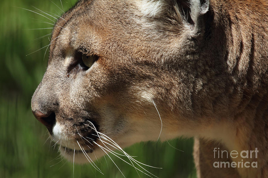 Florida Panther Profile Photograph by Meg Rousher