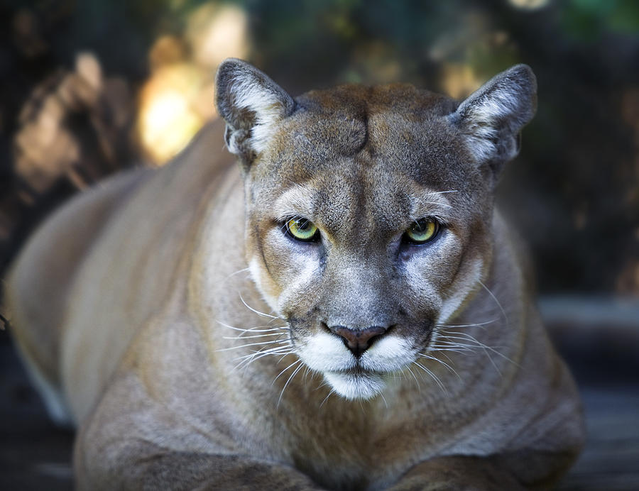 Florida Panther Stares Intensely at Camera Close Up Photograph by DenGuy