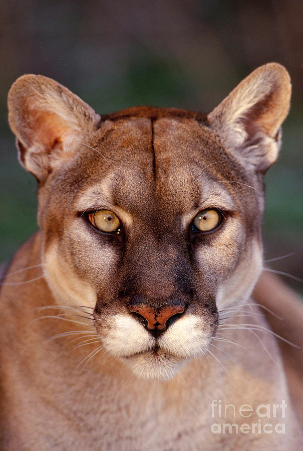 Florida Panthers Photograph - Florida Panther by Tom and Pat Leeson