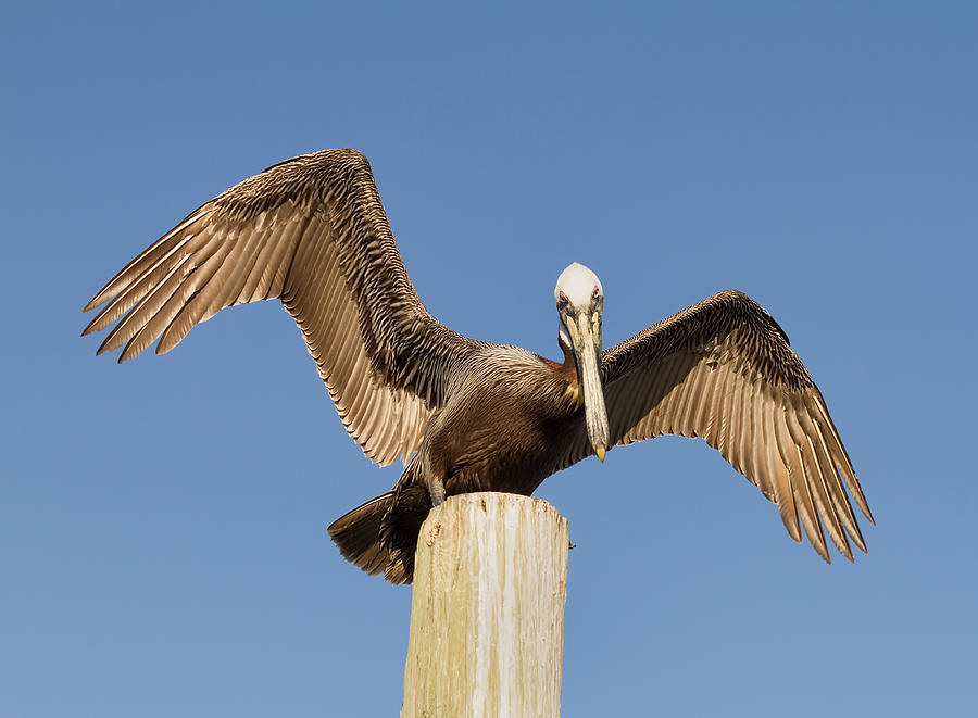 Pelican Photograph - Florida Pelican by Kim Hojnacki