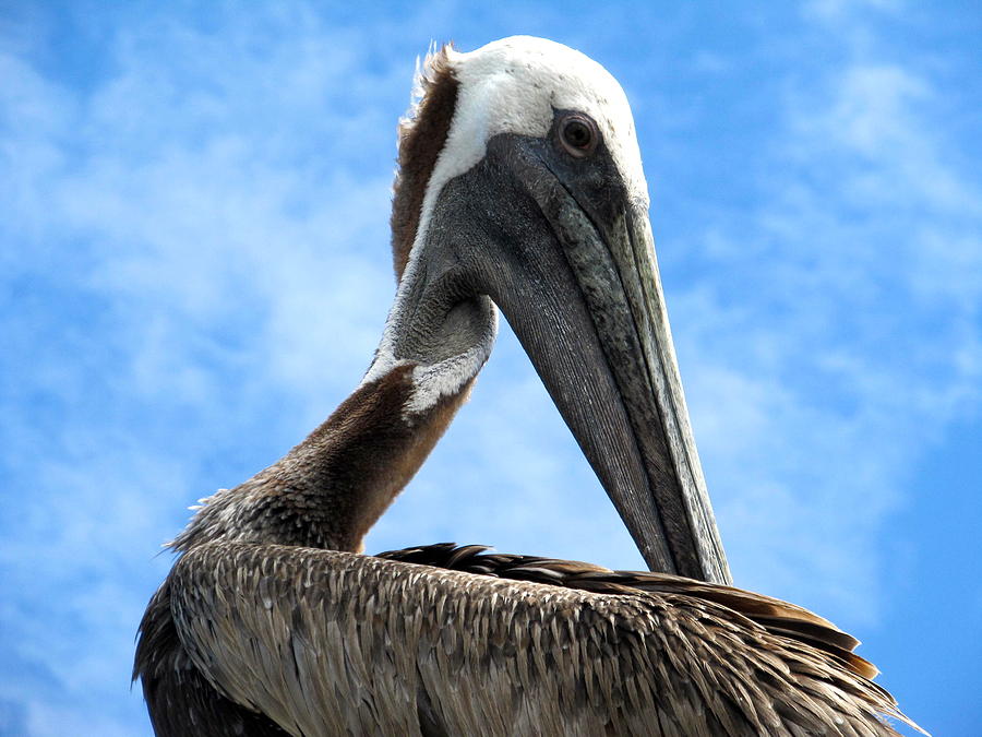 Florida Pelican Photograph by Richard Bryce and Family