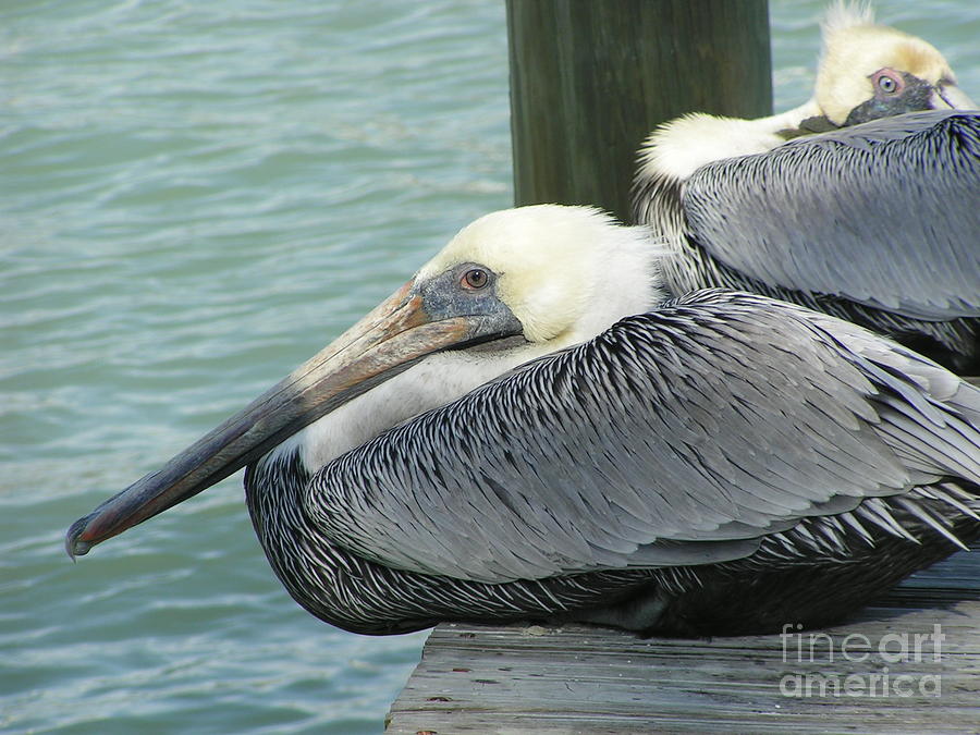 Florida Pelicans Photograph by Tracy L Teeter 