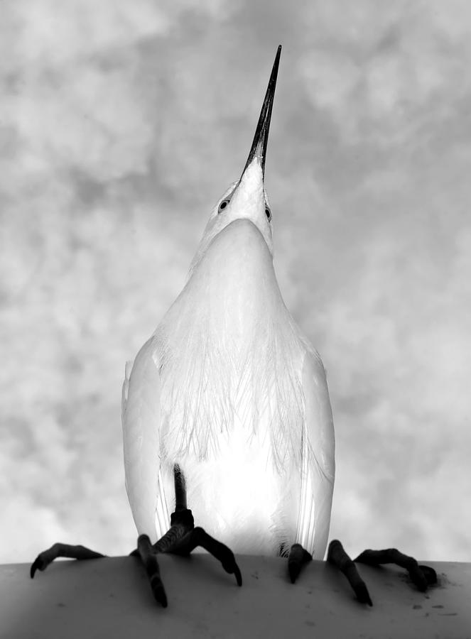 Penguin Photograph - Florida Penguin by David Lee Thompson