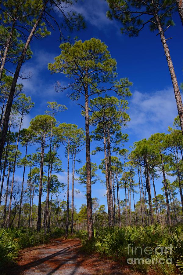 Landscape Photograph - Florida Pines and Palmettos by Henry Kowalski