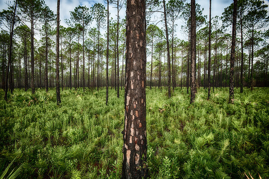 Tree Photograph - Florida Pines IV by David Morel