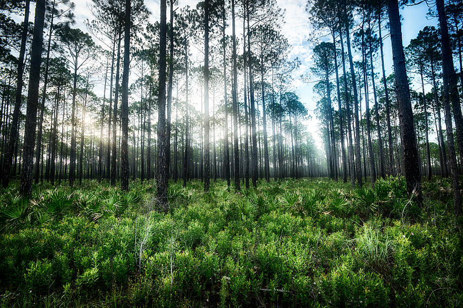 Tree Photograph - Florida Pines XI by David Morel