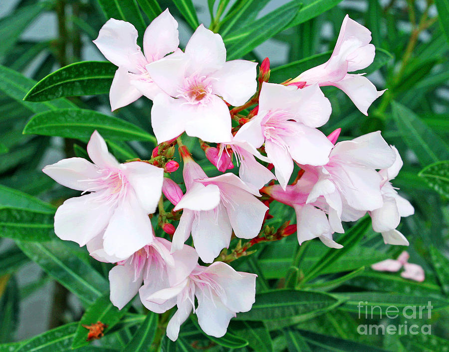 Florida Pink Flowers Photograph by Larry Oskin