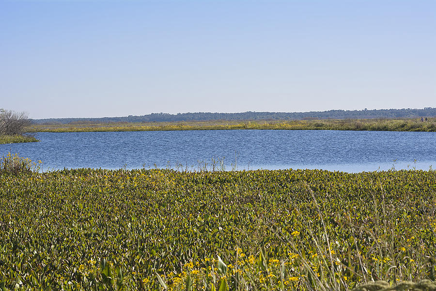 Florida Prairie and Pond Photograph by Kenneth Albin